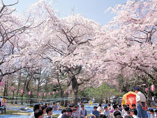 hanami00