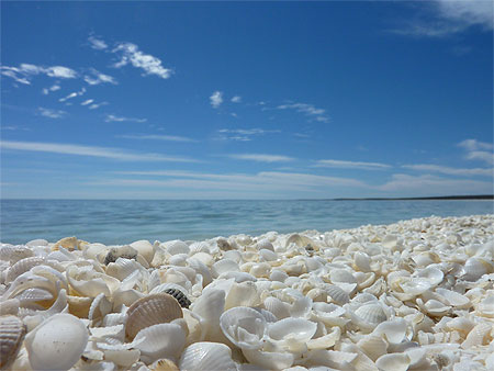 shell