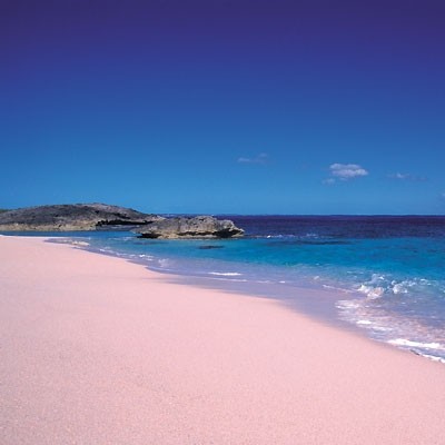 una bellissima distesa rosa