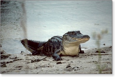 gator2