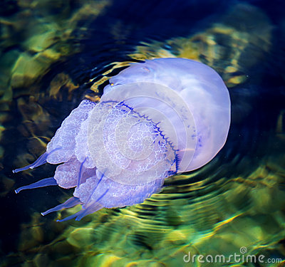 jellyfish swimming black sea 32501307