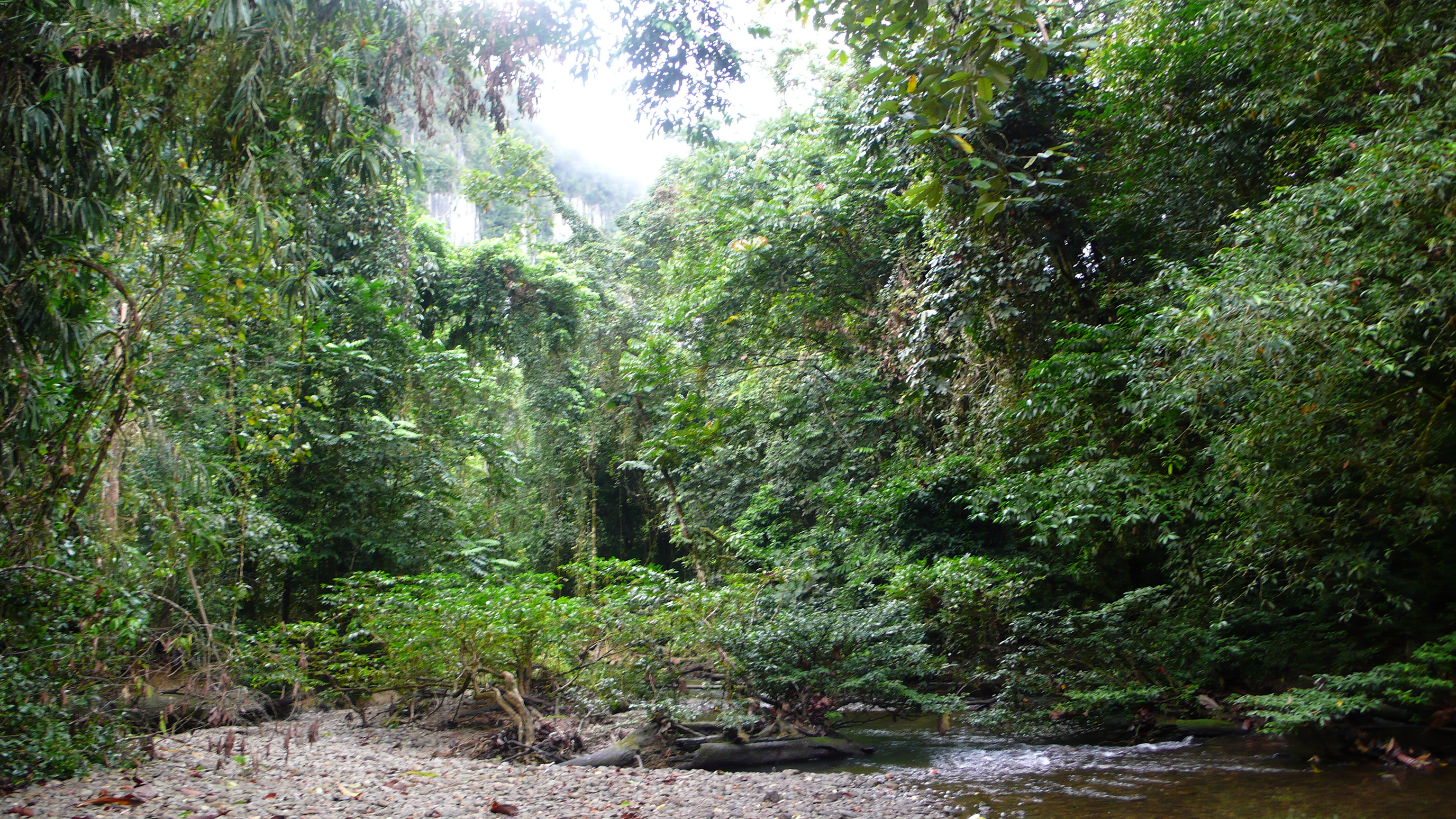 borneo