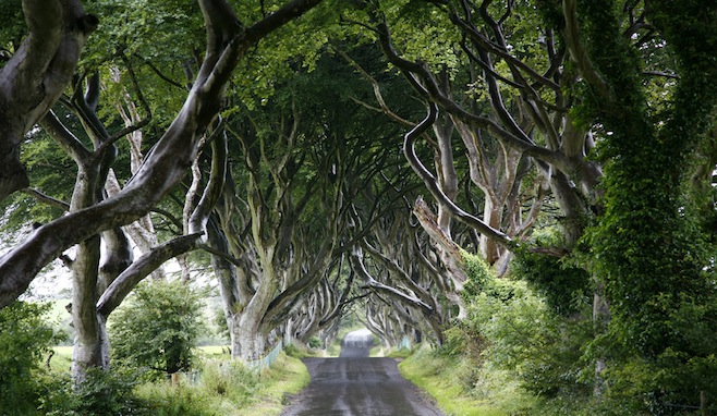 dark hedges