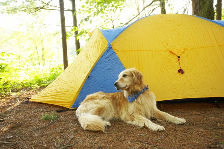 dog camping
