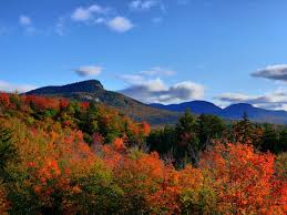 foliage white mountains