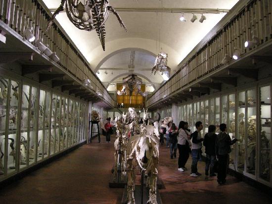 museo scheletri