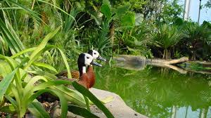 zoo di zurigo