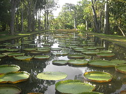 250px Giant water lilies