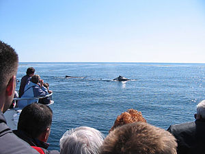 300px Whale Watching