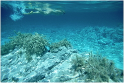 Dove fare immersioni a Rodi
