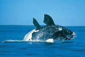 balena