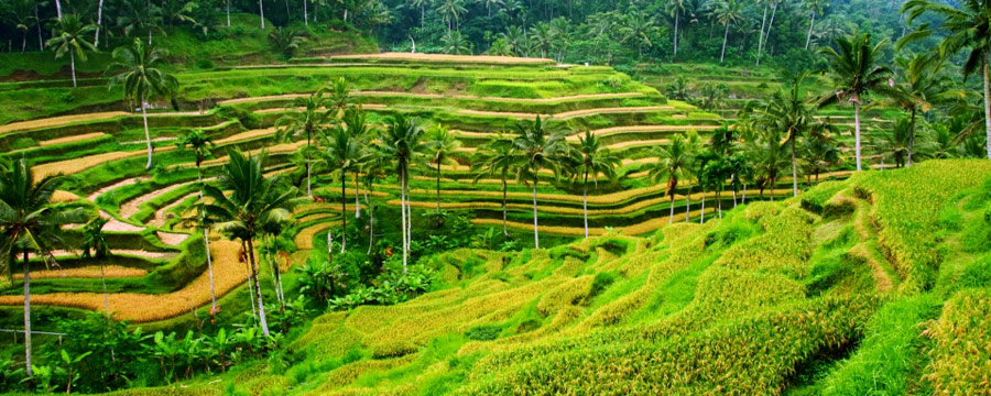 bali