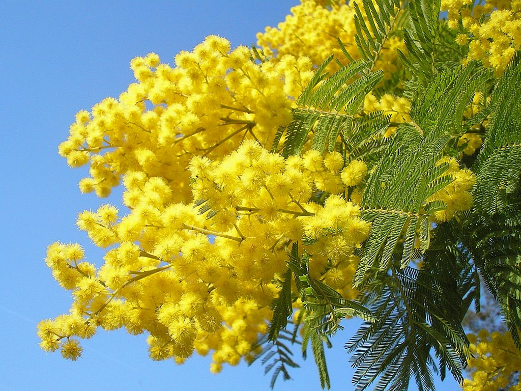 festa della donna mimosa 8 marzo