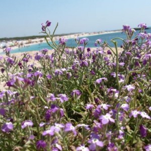 Primavera in Sardegna