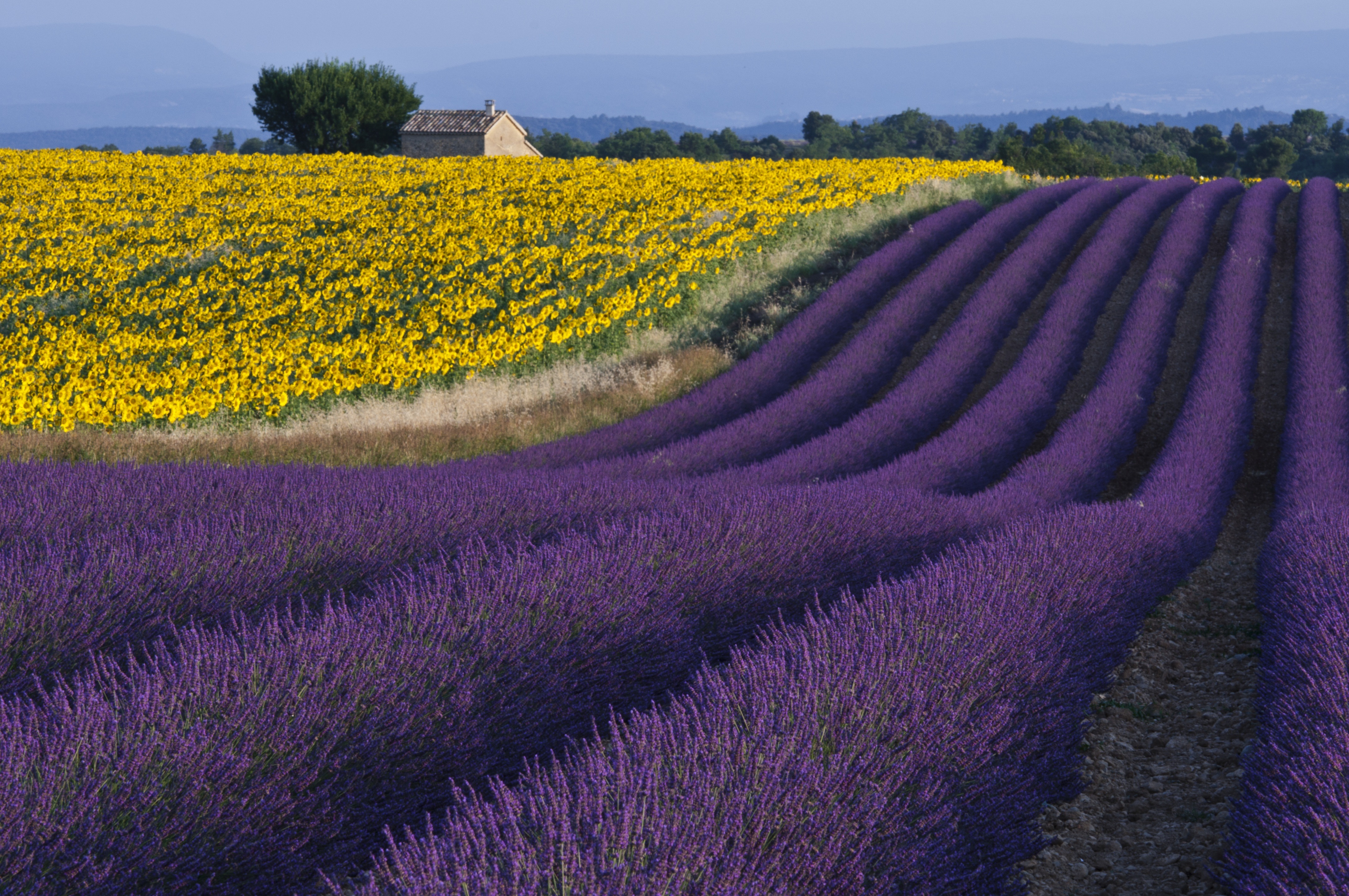 Cinque motivi per visitare la Provenza in primavera