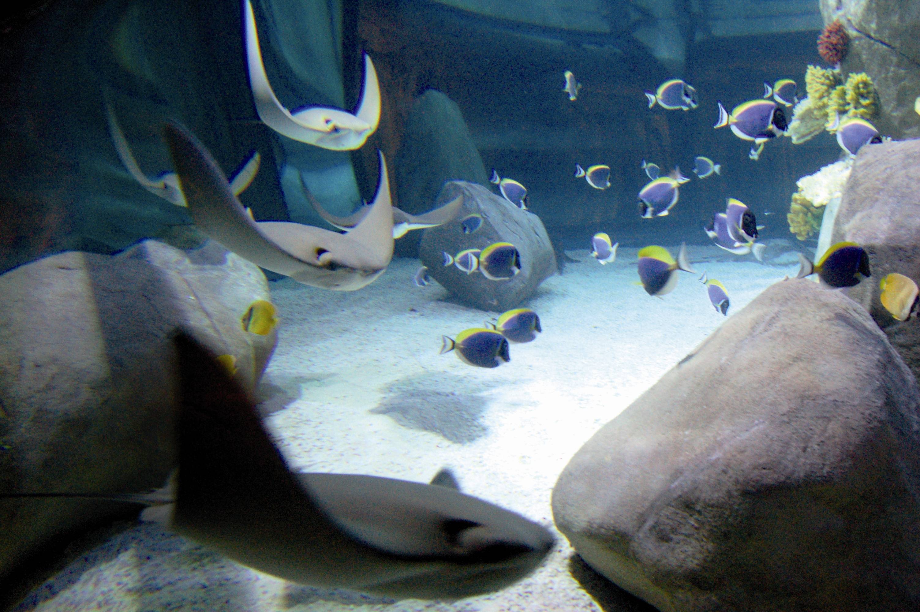 Sea Life 004