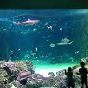 images (1)