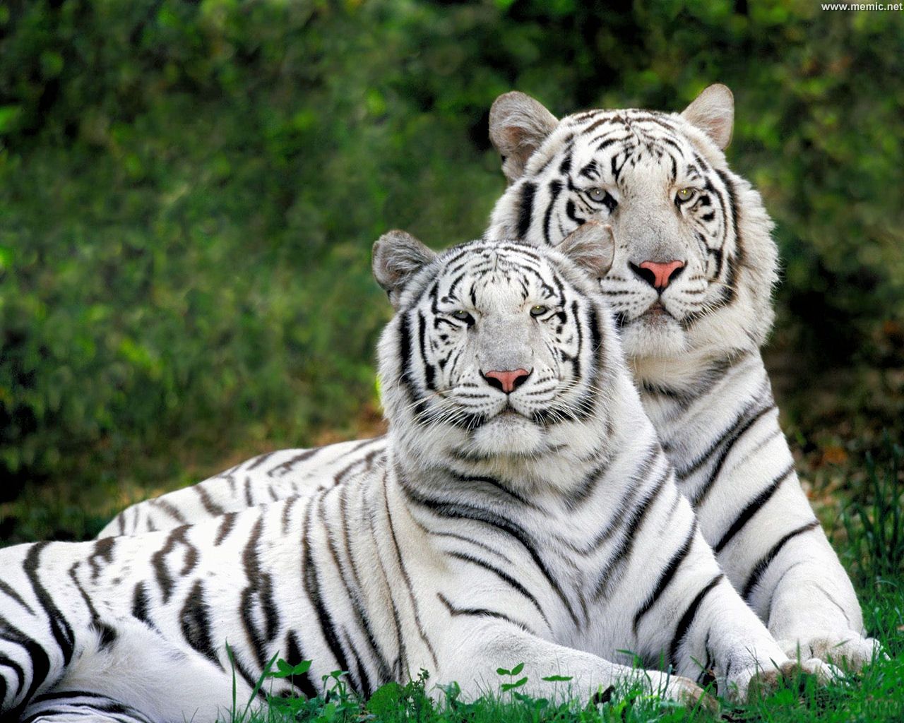 tigerbiachi