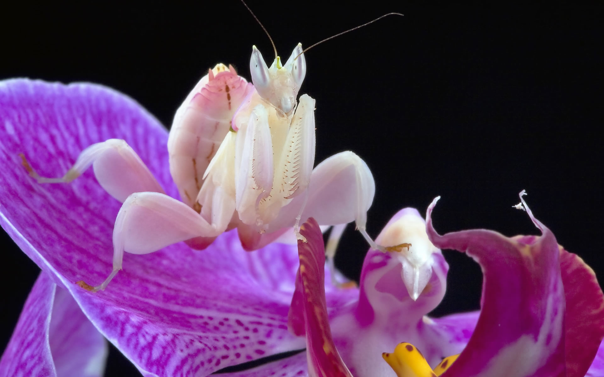 1731 beautiful hymenopus coronatus bug