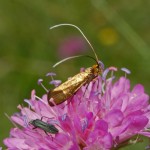 Adelidae Nemophora metallica 1