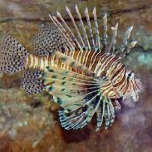 images7