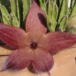 15 most bizarre flowers from around the world 8