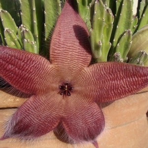 15 most bizarre flowers from around the world 8