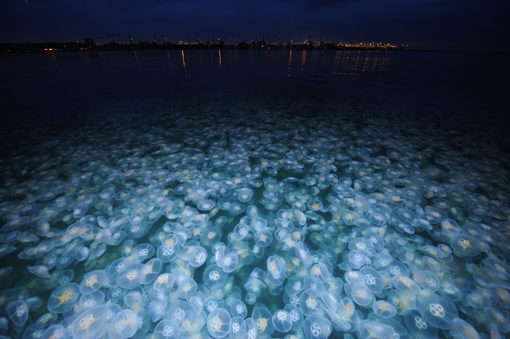Località con più meduse della Sicilia