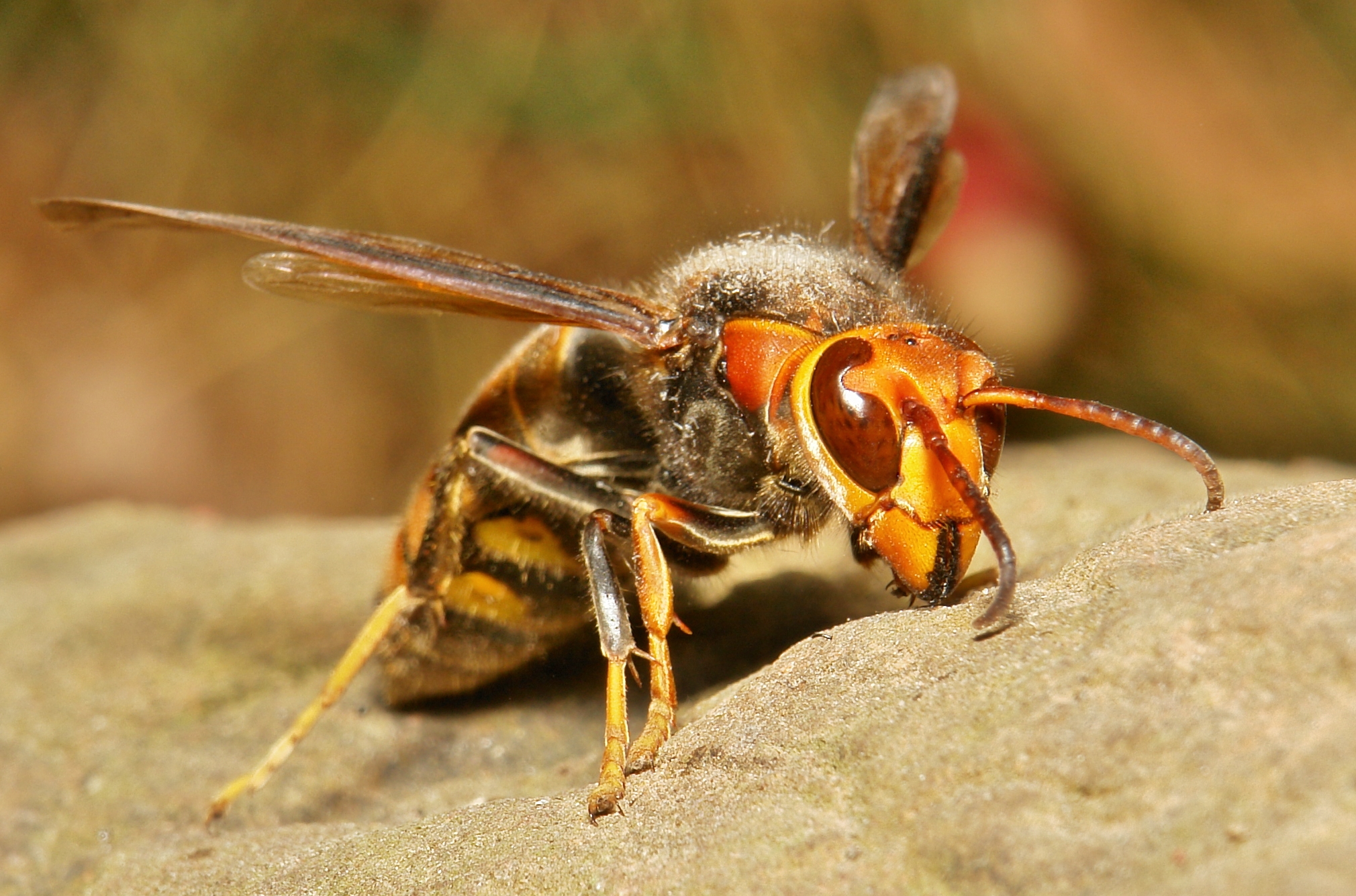 Asian giant hornet
