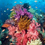 Barriera corallina