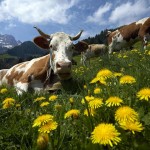 DBA29 SWITZERLAND 1017 11 MGzoom