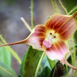Monkey Orchid 7
