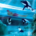 Orl SeaworldAquatica DolphPl