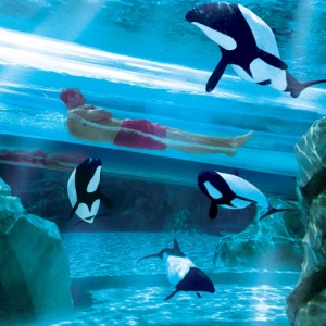 Orl SeaworldAquatica DolphPl
