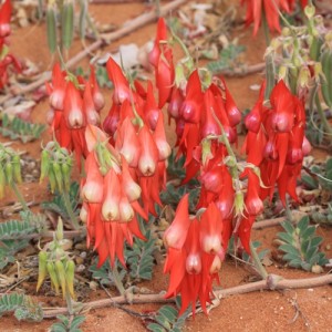 Sturts Desert Pea image
