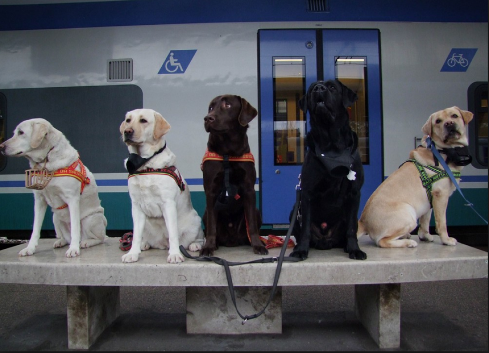Treno 5cani 2uu24no27op9aej8p827t6