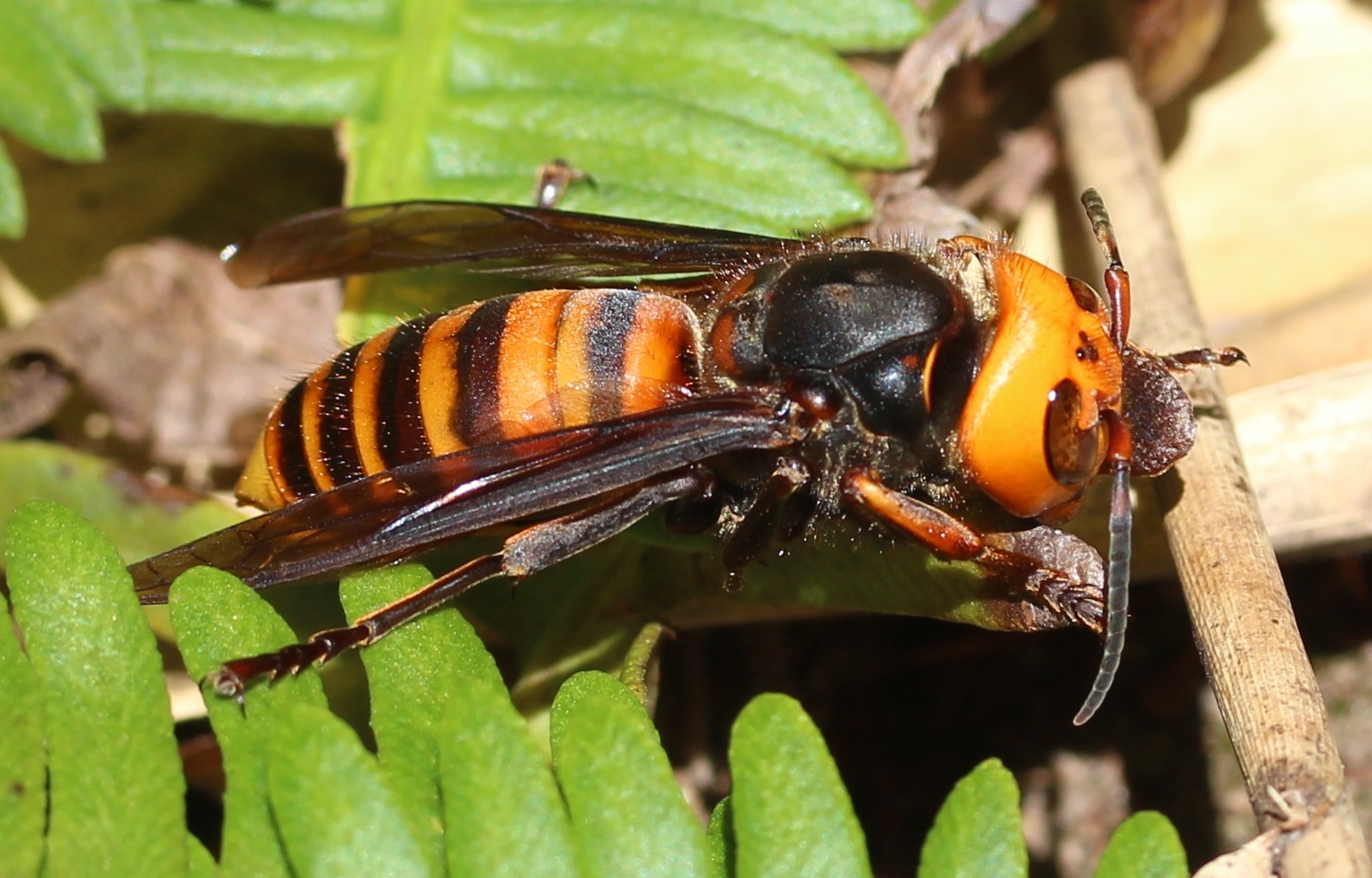 Vespa mandarinia japonica s3