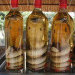 Vino di serpente 2