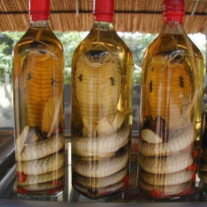 Vino di serpente 2