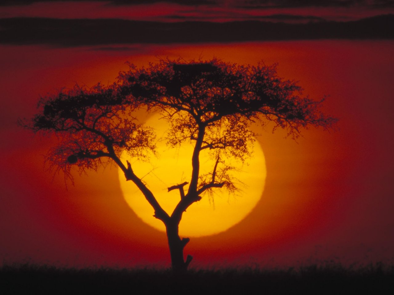 acacia tree kenya 001