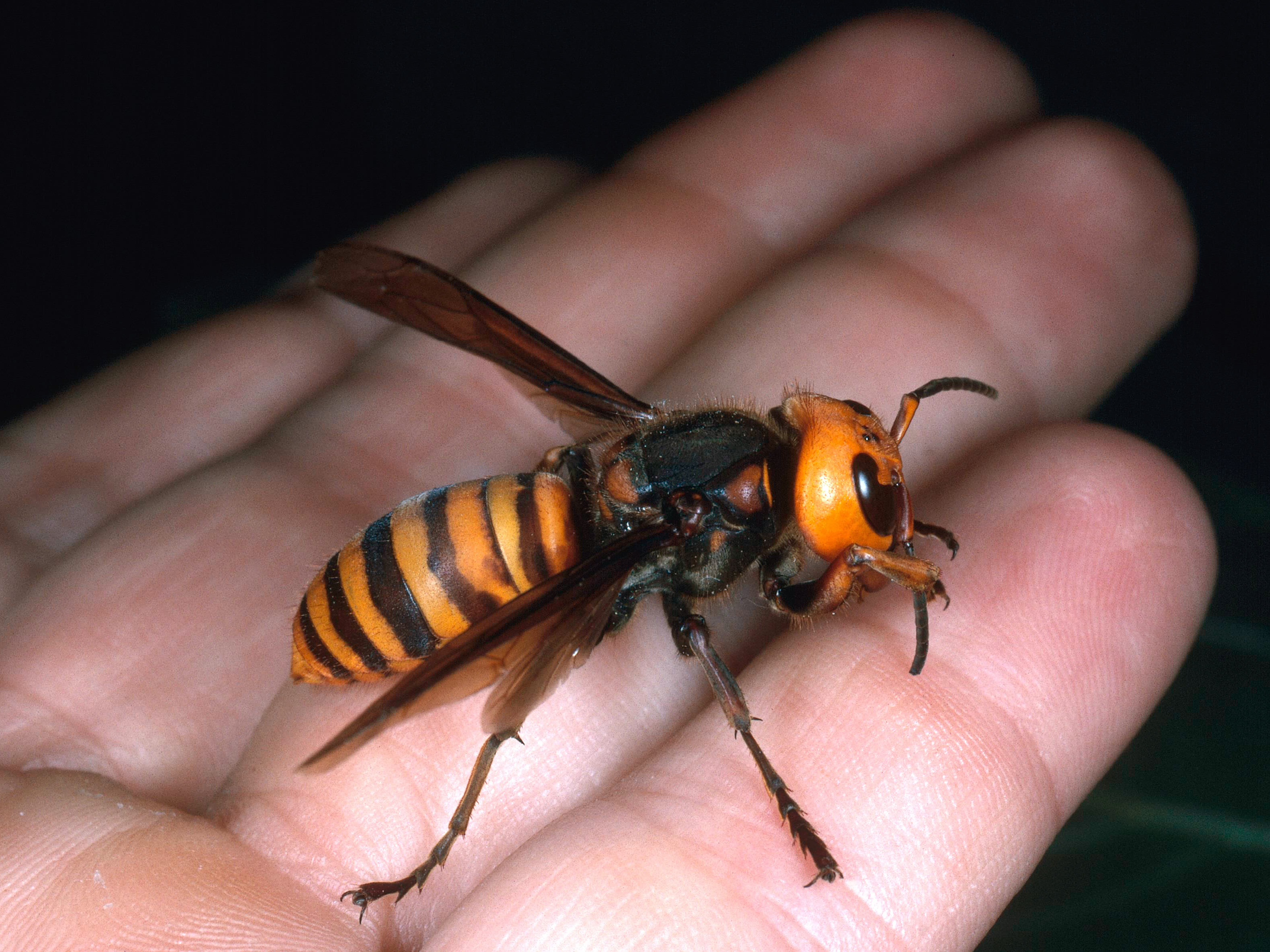 giant asian wasp 2e4e8b28b923d18f18cbf447ee978b88d1a9634e