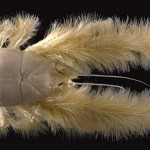 granchio yeti