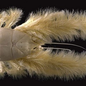 granchio yeti