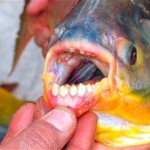 pesce pacu