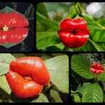 Classifica 10 fiori più strani nel mondo
