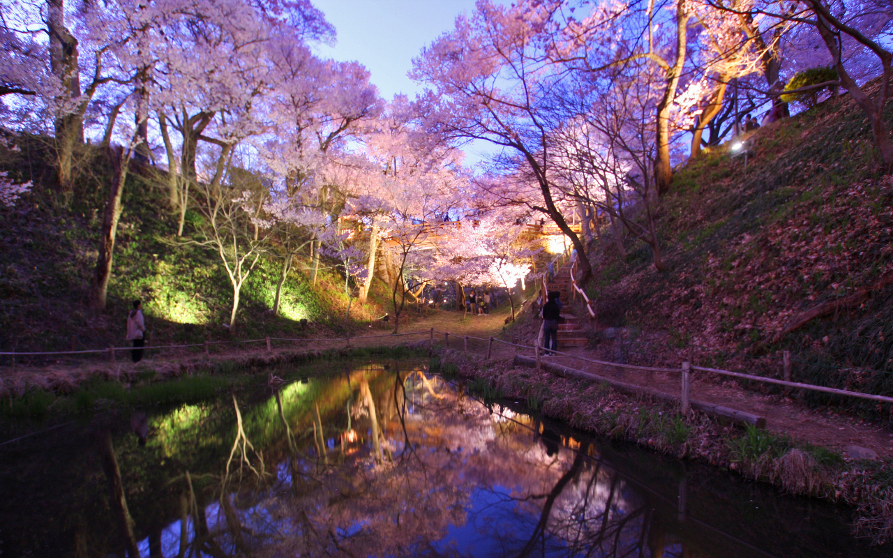 sakura 1 7