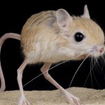 06 animali strani k7zB U430701080423149k7C 590x445@Corriere Web Sezioni