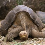 1280px Lonesome George Pinta giant tortoise Santa Cruz