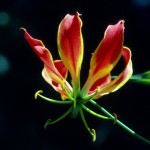 15 most bizarre flowers from around the world 10
