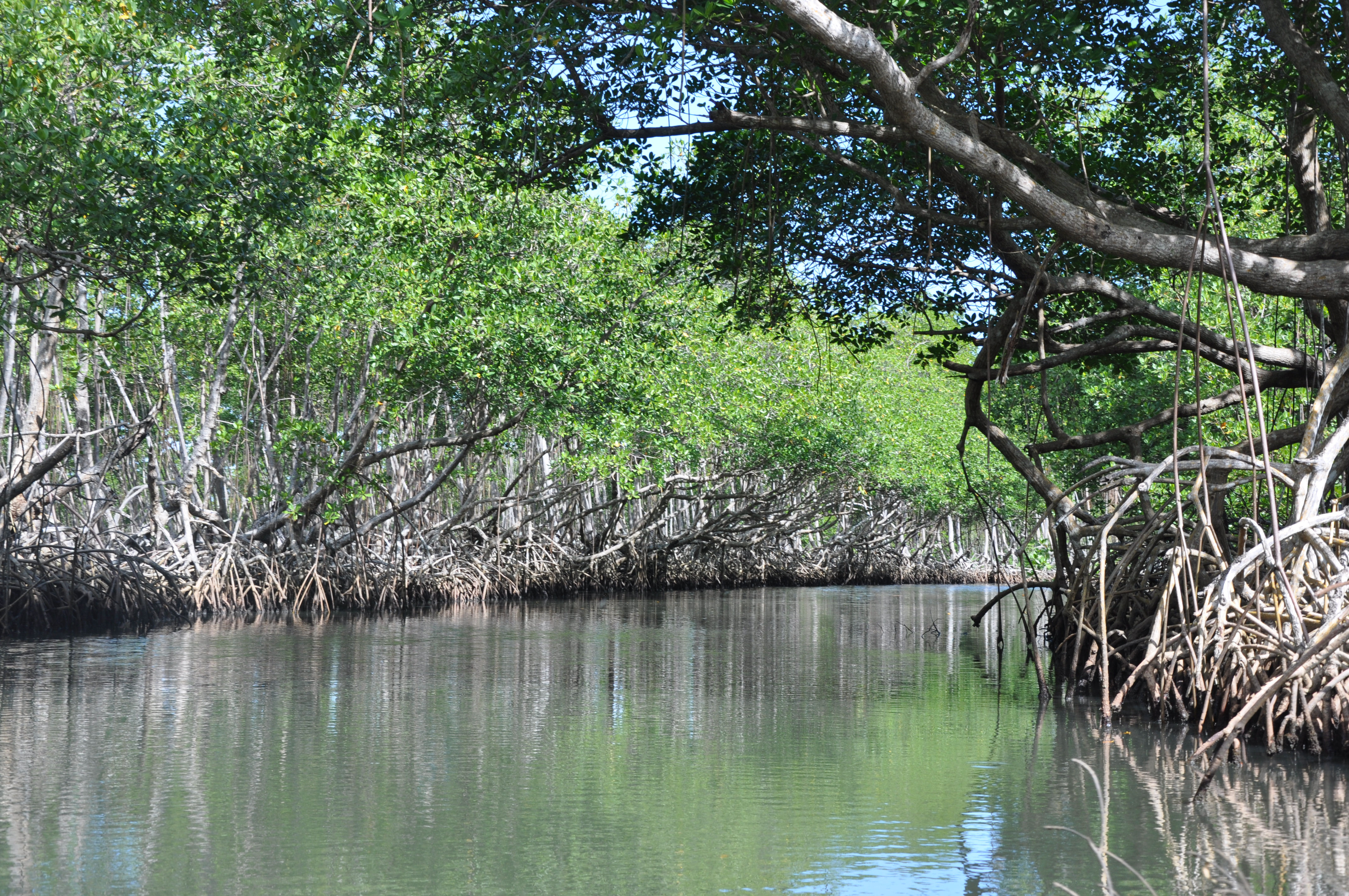 Los Haitises   río